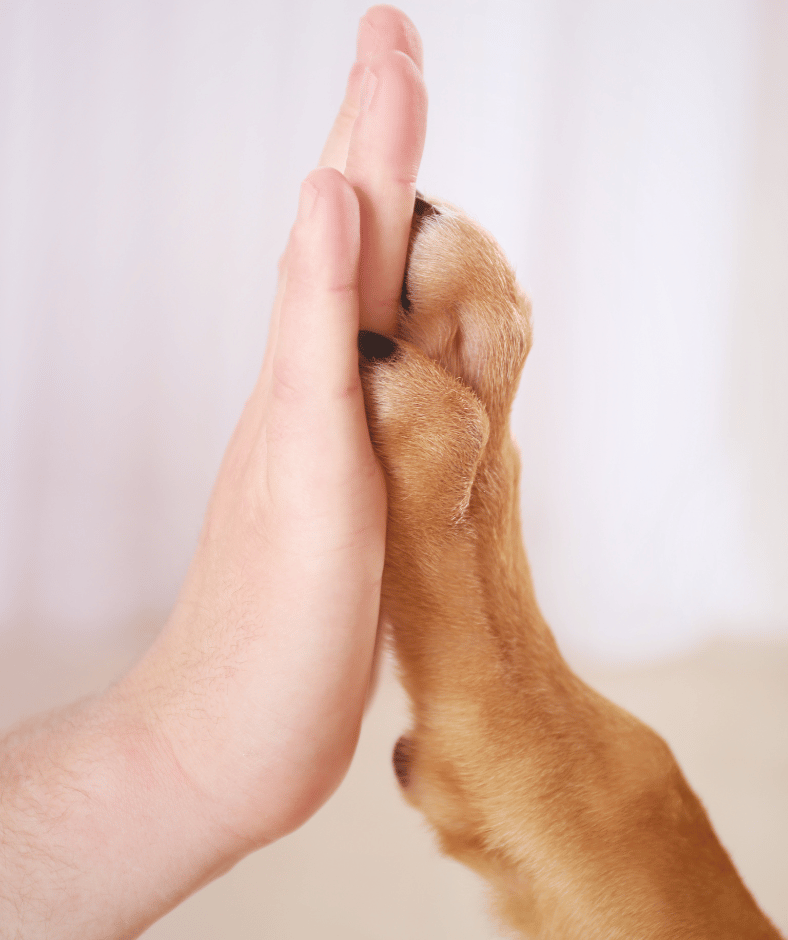 Dog high five
