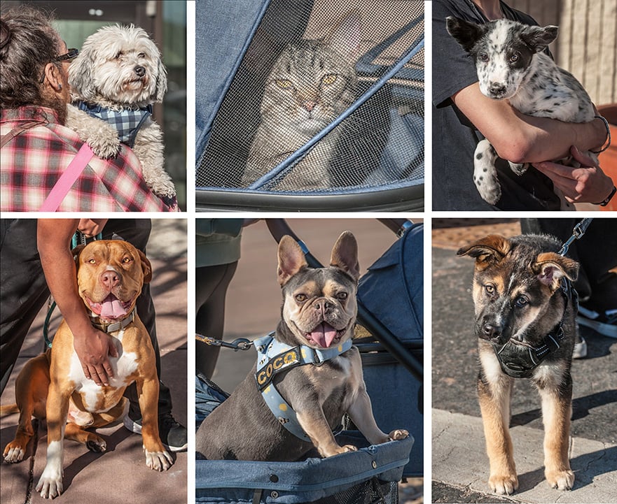 e_CLINIC-COLLAGE (1)