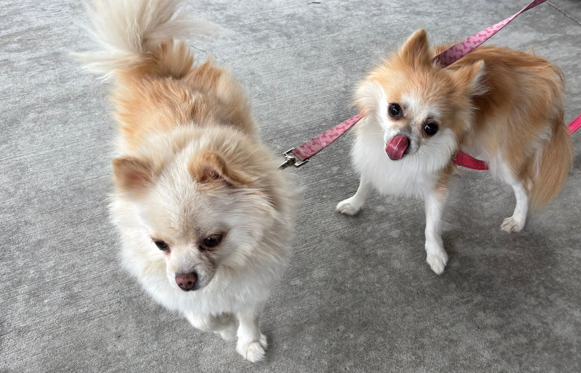 2littleguys