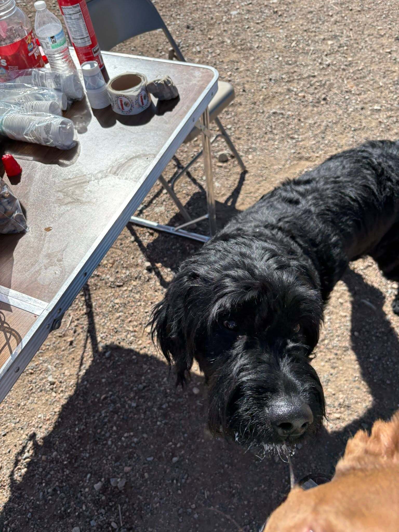 pupparty4